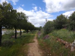 Flora del Cerro Masatrigo